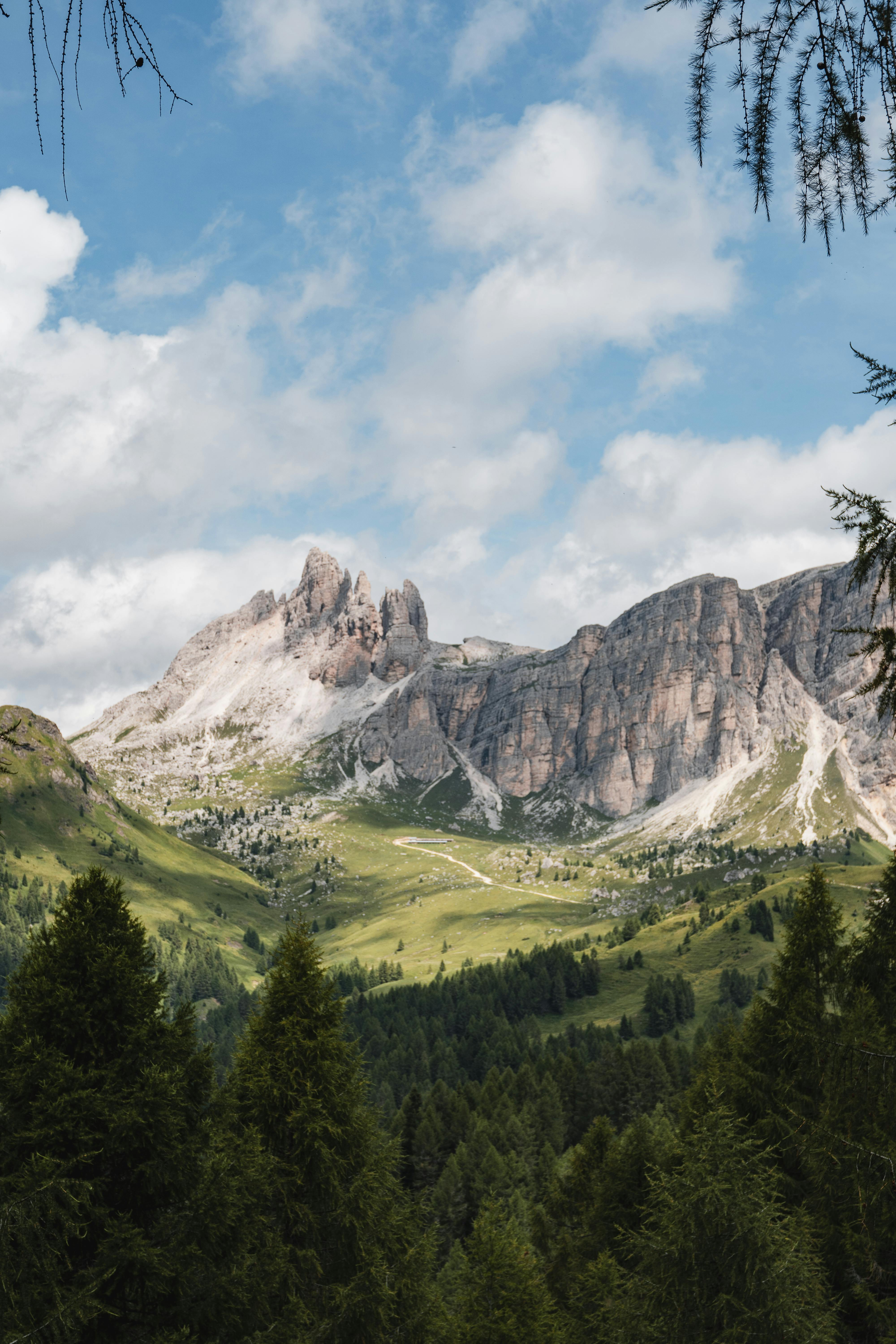 A wide alpine view of the jagged Dolomite mountains framed by pine trees, with a winding path cutting through grassy valleys below